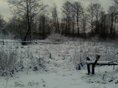 Лесные огороды.jpg
