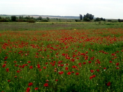 Маки.jpg (145.35 KiB) Просмотров: 2880 Маки.jpg