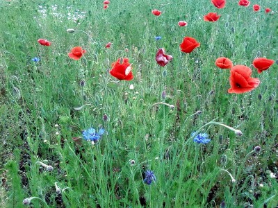 Маки с васильками.jpg (271.25 KiB) Просмотров: 2878 Маки с васильками.jpg