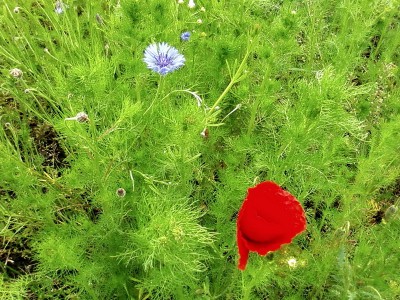 Пушистые краски.jpg (267.6 KiB) Просмотров: 2878 Пушистые краски.jpg