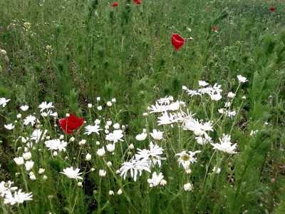 Спартаковские цвета.jpg (230.56 KiB) Просмотров: 3104 Спартаковские цвета.jpg