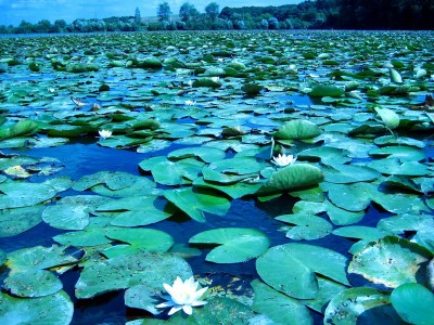 Гектары белых лилий.jpg (260.92 KiB) Просмотров: 3501 Гектары белых лилий.jpg