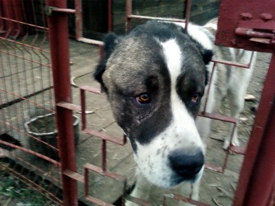 А глаза такие добрые.....jpg (140.52 KiB) Просмотров: 2064 А глаза такие добрые.....jpg