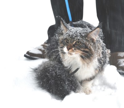 Безим111222ени-1.jpg (280.72 KiB) Просмотров: 2858 Безим111222ени-1.jpg