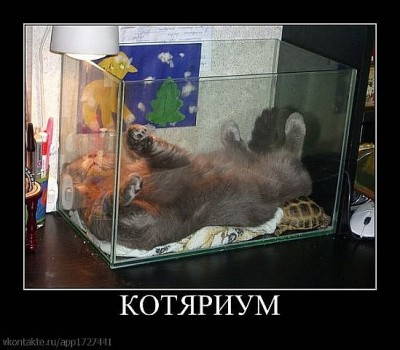 Котяриум.jpg