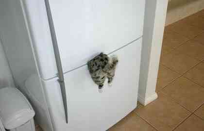 hungry-kitty.jpg