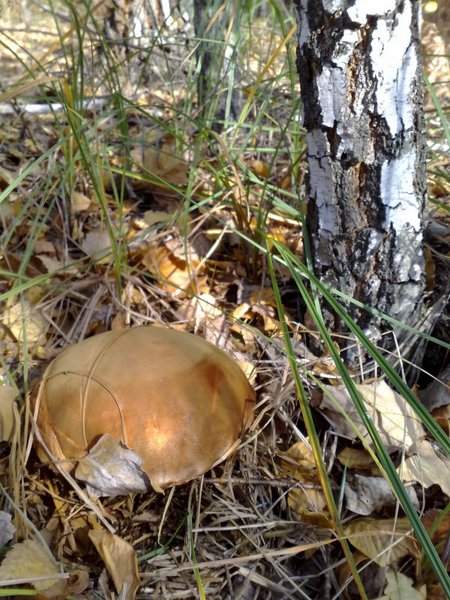 Подберезовик.jpg (149.3 KiB) Просмотров: 1928 Подберезовик.jpg