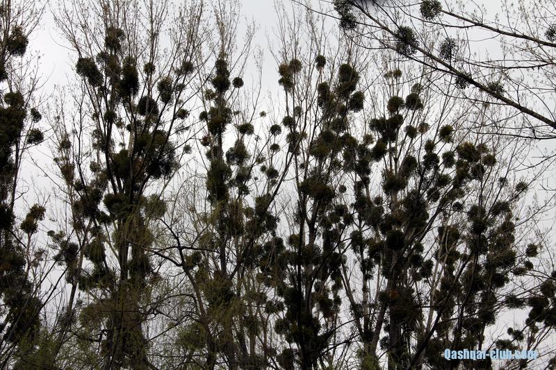 2014-04-13-Poltavaq-Dendropark 001