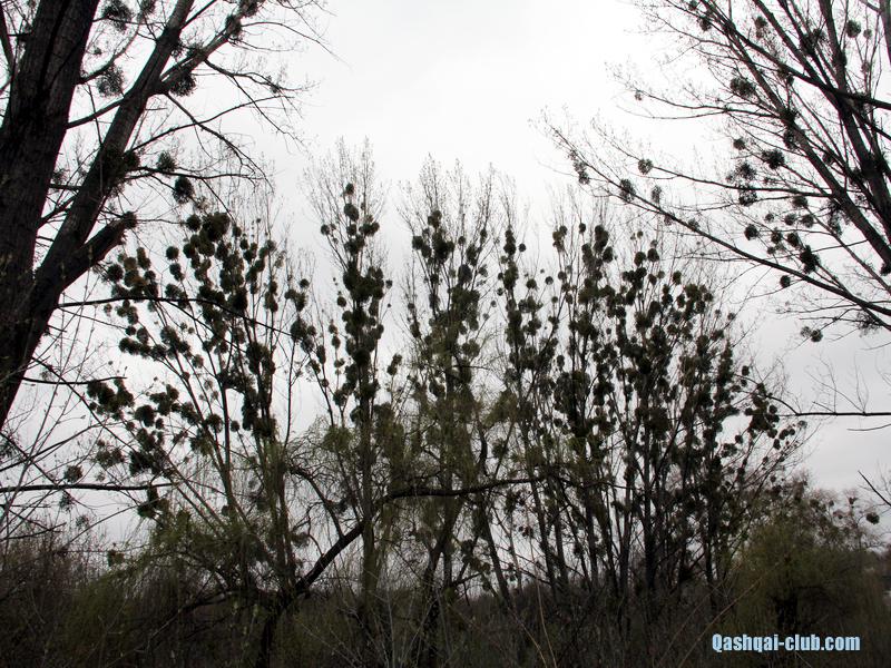 2014-04-13-Poltavaq-Dendropark 002