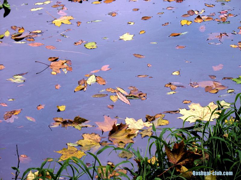 OsinDendropark-lystia-na-vodi