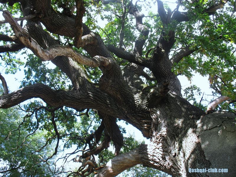 602-Ukr-Moldova-Cobylia-dubShtefanaChelMare-700ani