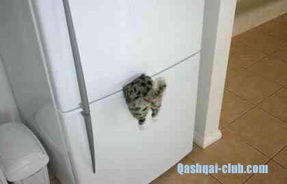 hungry-kitty